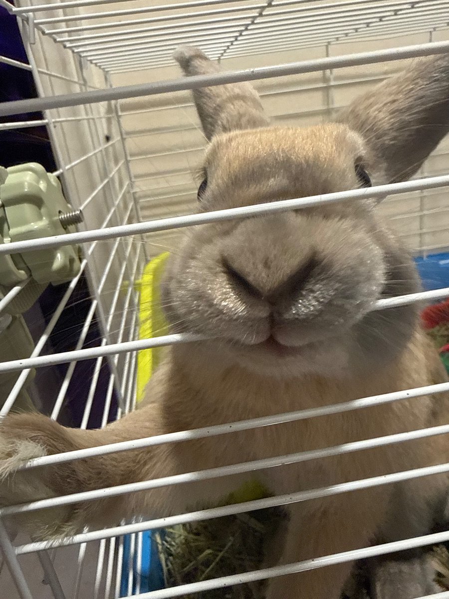 my bunny happy af • ᴥ •