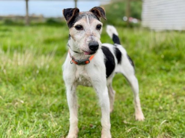 LisaClareRead2's tweet image. Little Monty is still on the lookout for his forever home. He’s such a lovely lad. 
Please contact @team_greenacres for details on adopting him, he so deserves a home. Thanks💕🐾
#k9hour #rehomehour #AdoptDontShop #JackRussell 
⬇️ 

greenacresrescue.org.uk/find-a-pet/dog…