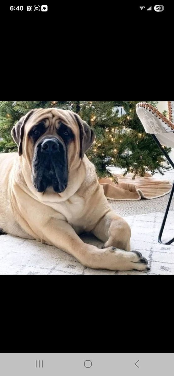 MotorCitySue1's tweet image. I have a 180lbs Mastiff that does the same thing 😆