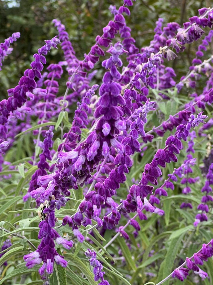 おはようございます☺️💐 #ムラサキ色の花 #アメジストセージ #写真