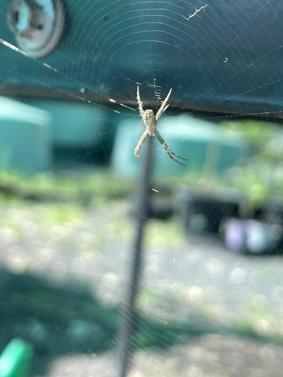 CSSpirit_'s tweet image. Spooder