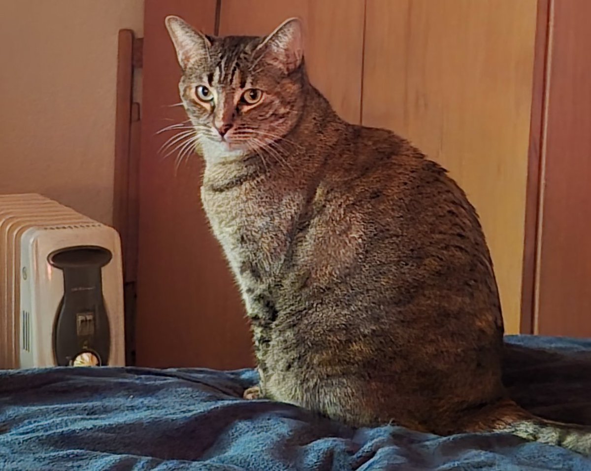 Ja busquen la caloreta 😻😻
Bnit a totes i tots💤😴💤😴