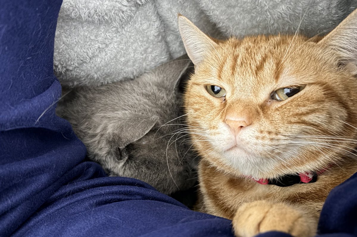 仮眠するよ〜(ライムくんやっぱ斜視やなぁ)