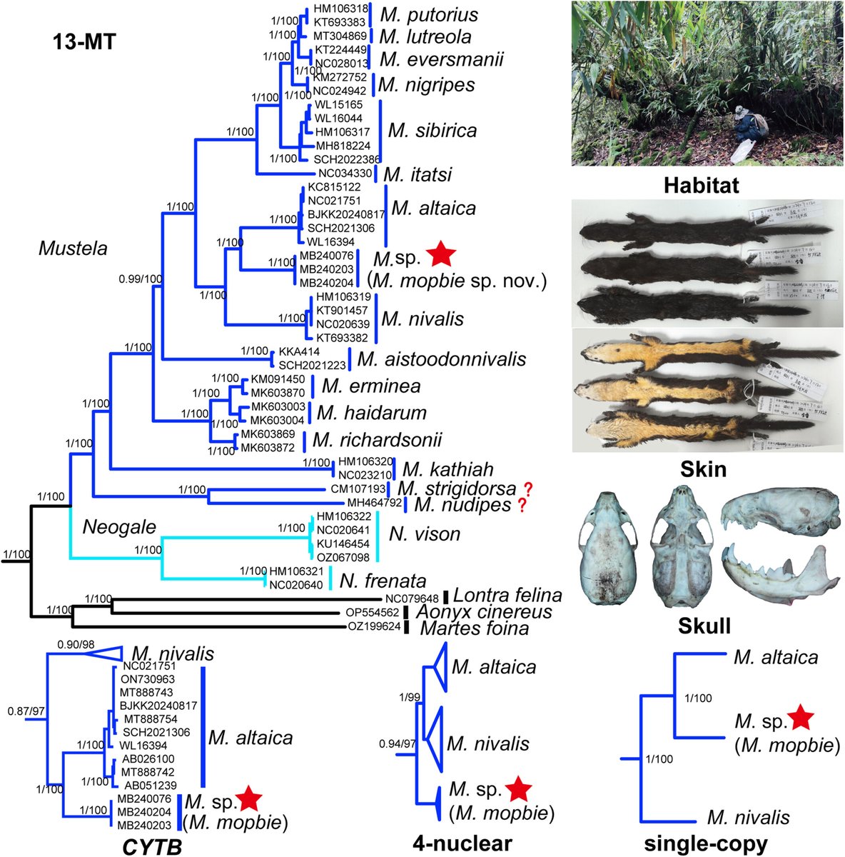 JournalSysEvo's tweet image. Wei et al explore the fascinating world of #weasel #taxonomy, undertaking a comprehensive analysis of the #phylogenetics of this widely distributed and diverse Mustelidae lineage. Explore the findings-and meet a new species! 
doi.org/10.1111/jse.70… @WileyEcology #systematics