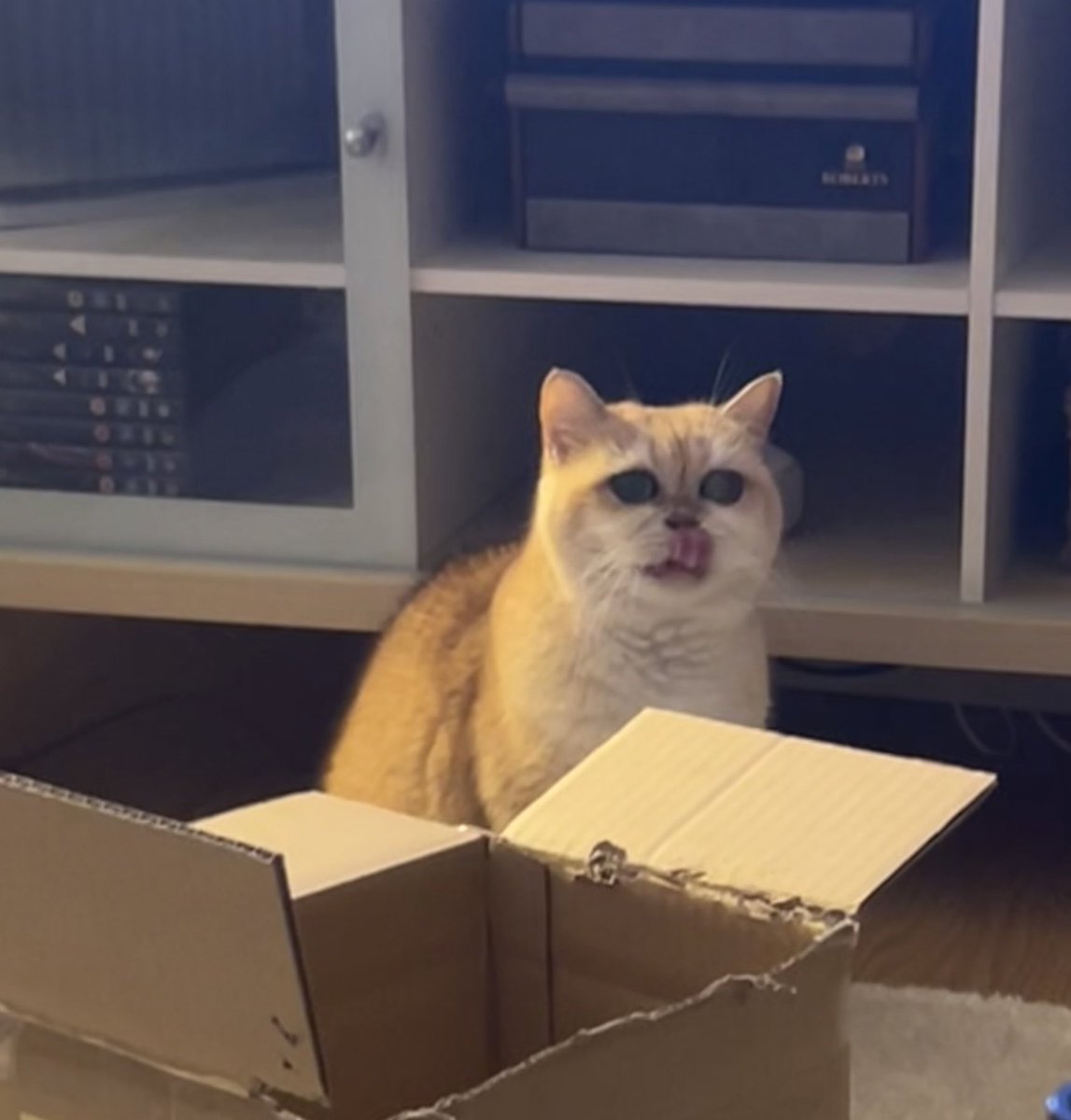 mimybug's tweet image. me when i lick my nose behind a box