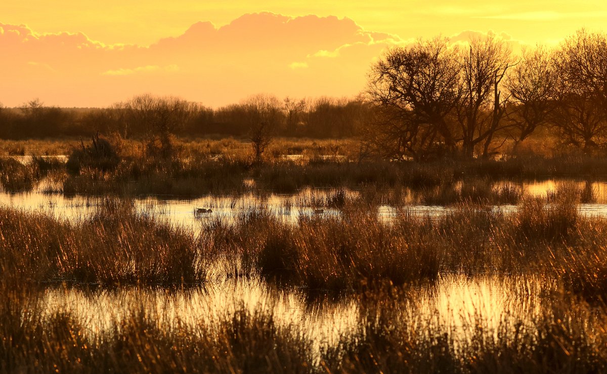 Anthony Ward tweet media