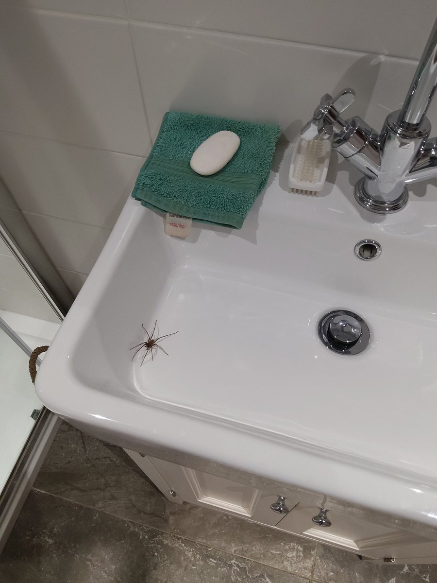 Ah, there you are! Not seen this lodger since last Friday.
 I don't mind spiders at all, fascinating creatures.
                      " If you want to live and thrive,
                         let a spider run alive"
Conservation@althorp.com #spiders