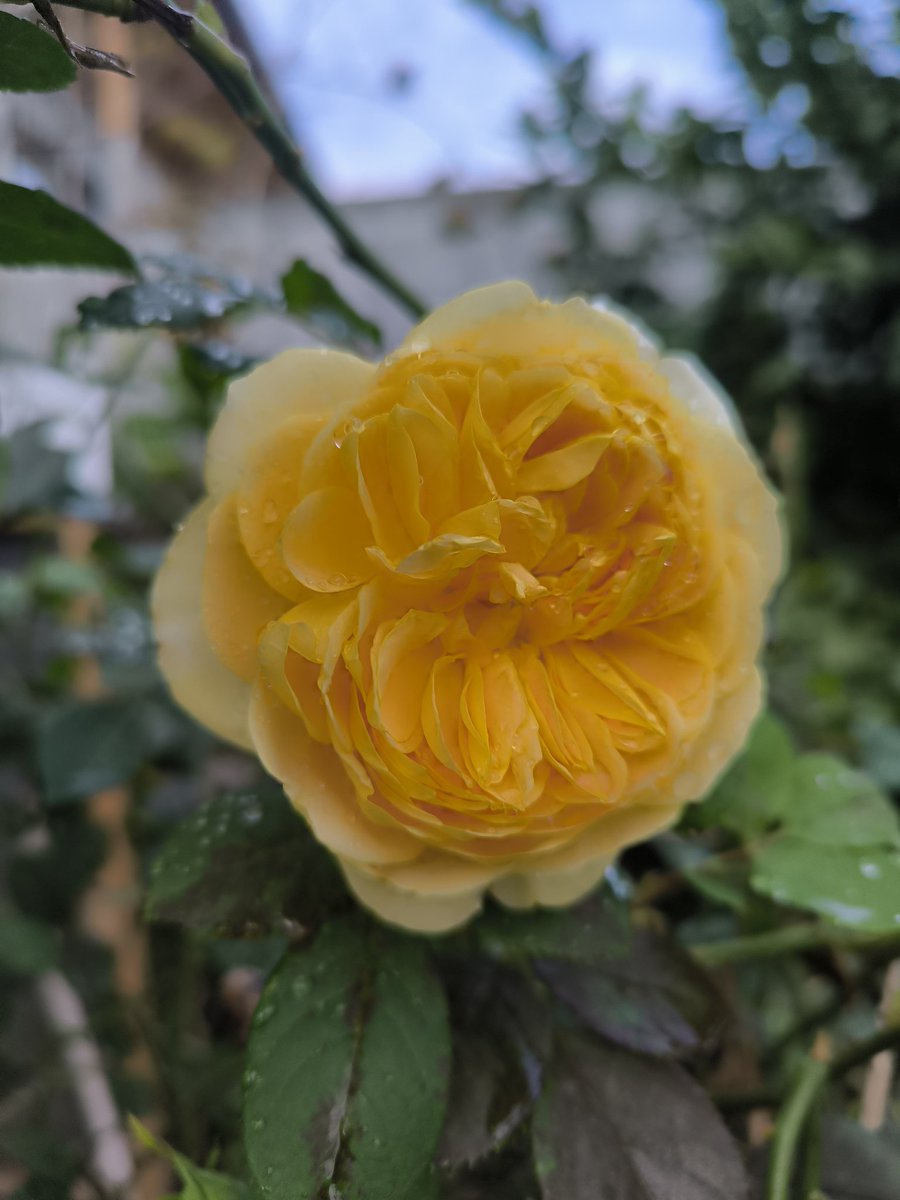 おはようございます🍀🐓🌹🐝
　　　冬薔薇(ふゆそうび)
ゴールデン・セレブレーション
交配種では無くイングリッシュローズ
です🌹
さすがに春の様なボリュームは有りませんが真夏に咲く花よりは鑑賞に耐えられます🤔
昨日のポスト、セレネはアイコンの薔薇ヘリオスとひとつ種からの兄妹になります😊