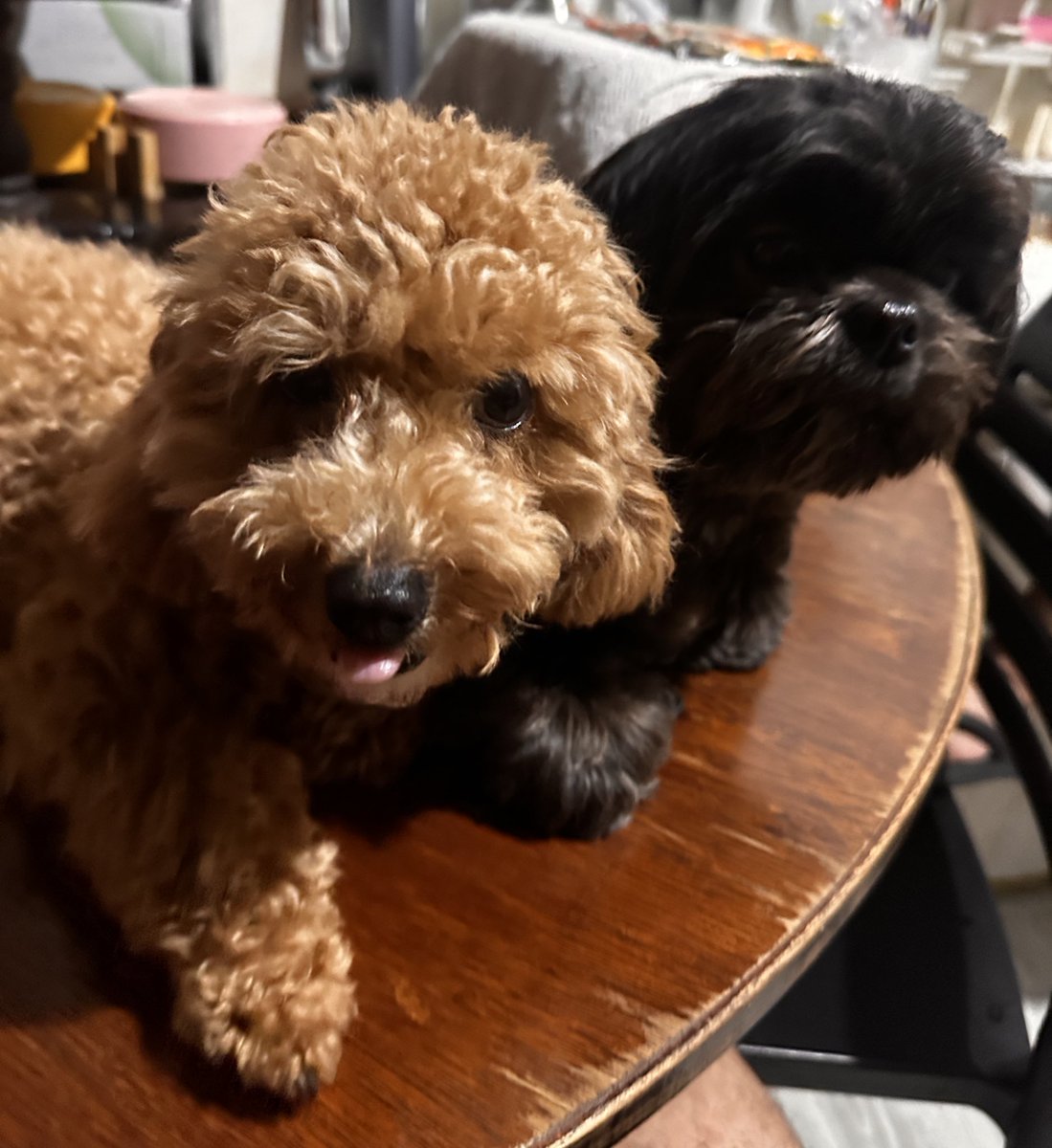 drxambyc's tweet image. Nakauwi rin sa bahay. Namiss ko mga dogs ko 🥹 2 weeks din ako nagpokpok sa Manda at Makati 🤭