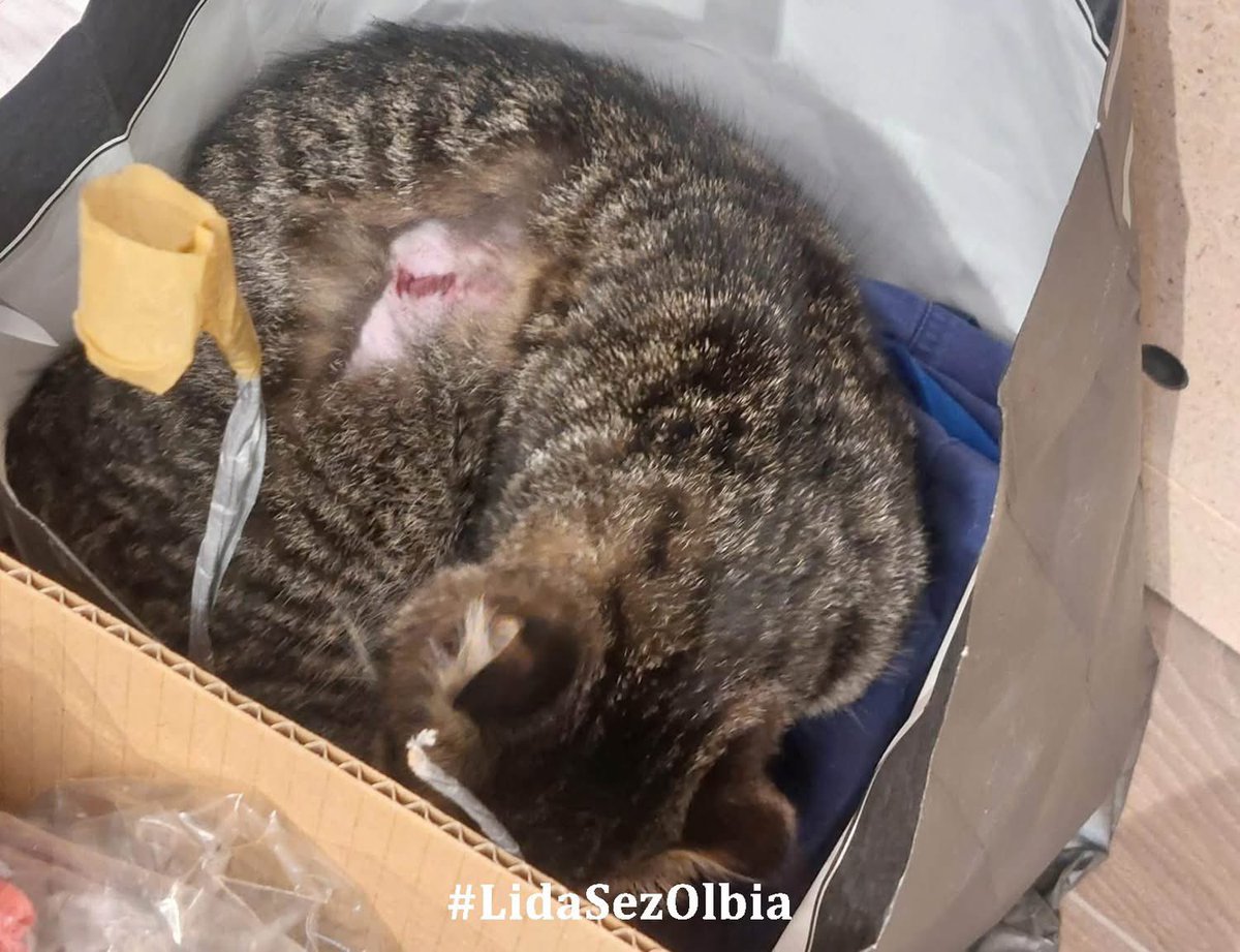 LidaSezOlbia's tweet photo. Olbia, 25.11.2025
Siamo stati chiamati dal  personale del  distributore Q8 di Olbia, zona cimitero. In  una giornata piovosa, nel piazzale del distributore è apparsa improvvisamente una dolce gattina. Nonostante la pioggia, il suo pelo era asciutto, suscitando sorpresa e https://t.co/lNsKPQXBAS