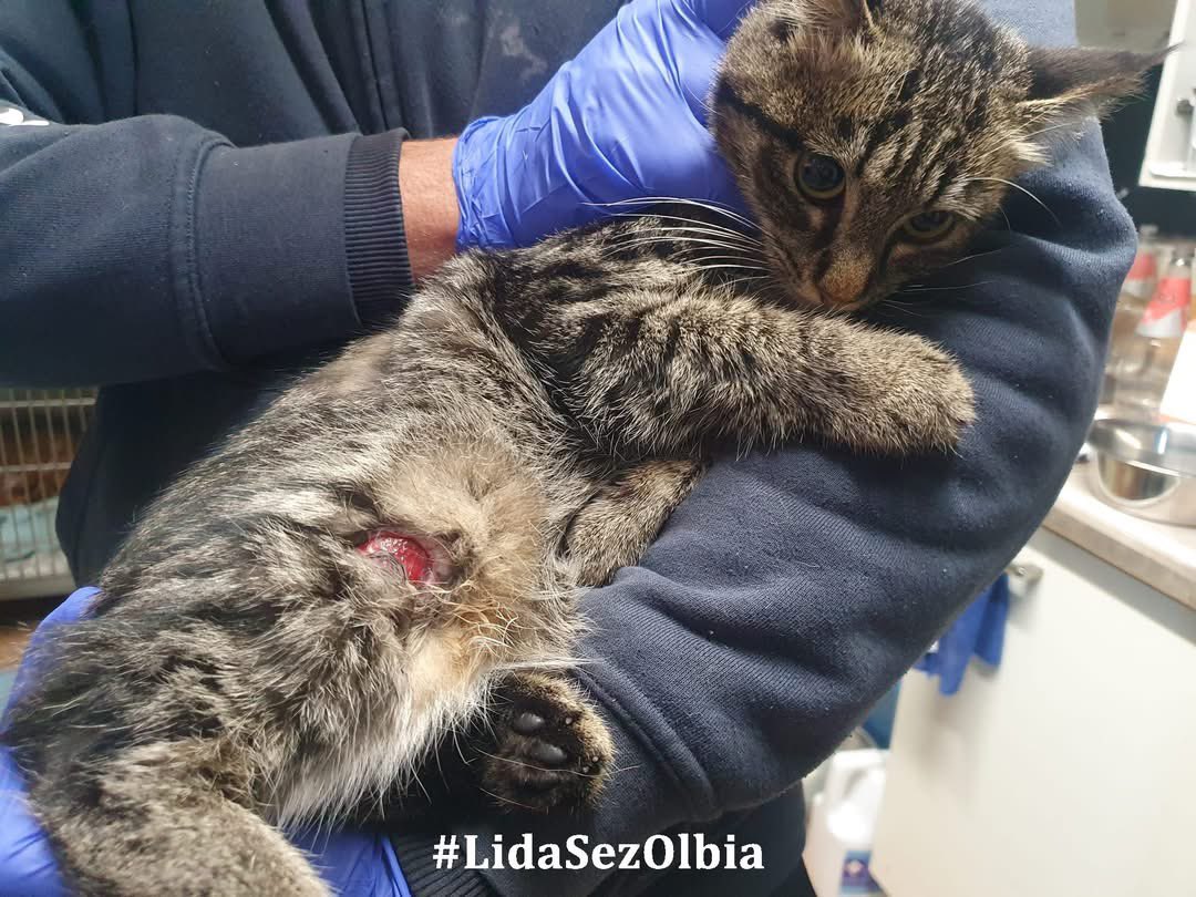 LidaSezOlbia's tweet photo. Olbia, 25.11.2025
Siamo stati chiamati dal  personale del  distributore Q8 di Olbia, zona cimitero. In  una giornata piovosa, nel piazzale del distributore è apparsa improvvisamente una dolce gattina. Nonostante la pioggia, il suo pelo era asciutto, suscitando sorpresa e https://t.co/lNsKPQXBAS