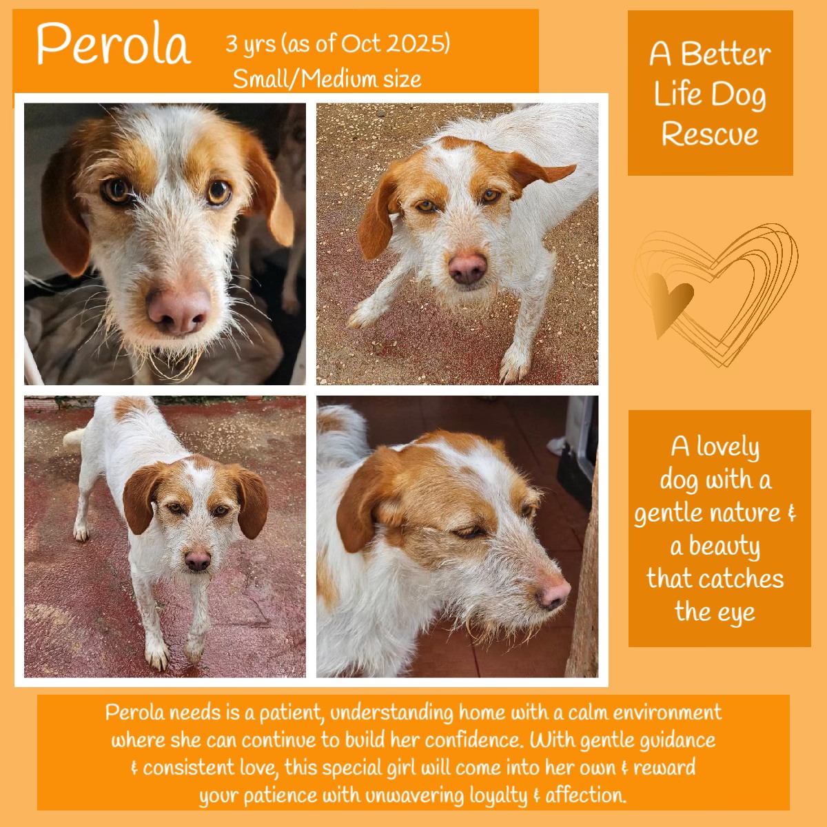 The_Animal_Team's tweet image. #rehomehour 3yo PEROLA was born in a municipal shelter &amp;amp; knew no other life until she was rescued by a private shelter a couple of years later. For much of her time, she was very dependent on her mother, staying close by her side for security &amp;amp; comfort. The rescue made the…