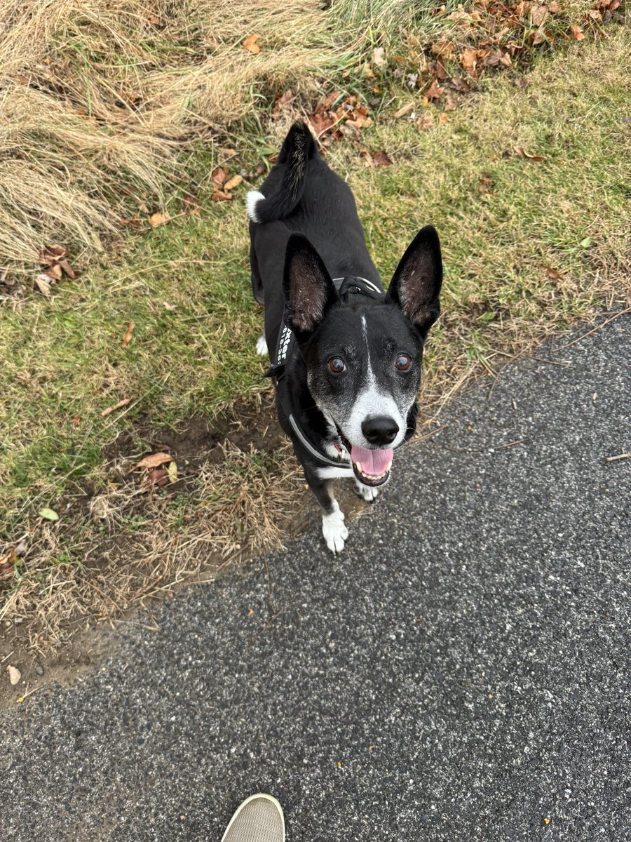 Mikehomeseller's tweet image. How many dogs at 13 still go on 1.5 mile walks and run around off leash on half of it at full speed?

#Dexter #RescueDog #mikesquestions