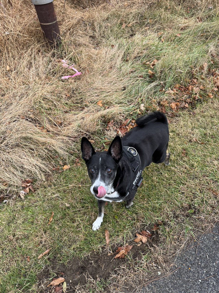 Mikehomeseller's tweet image. How many dogs at 13 still go on 1.5 mile walks and run around off leash on half of it at full speed?

#Dexter #RescueDog #mikesquestions