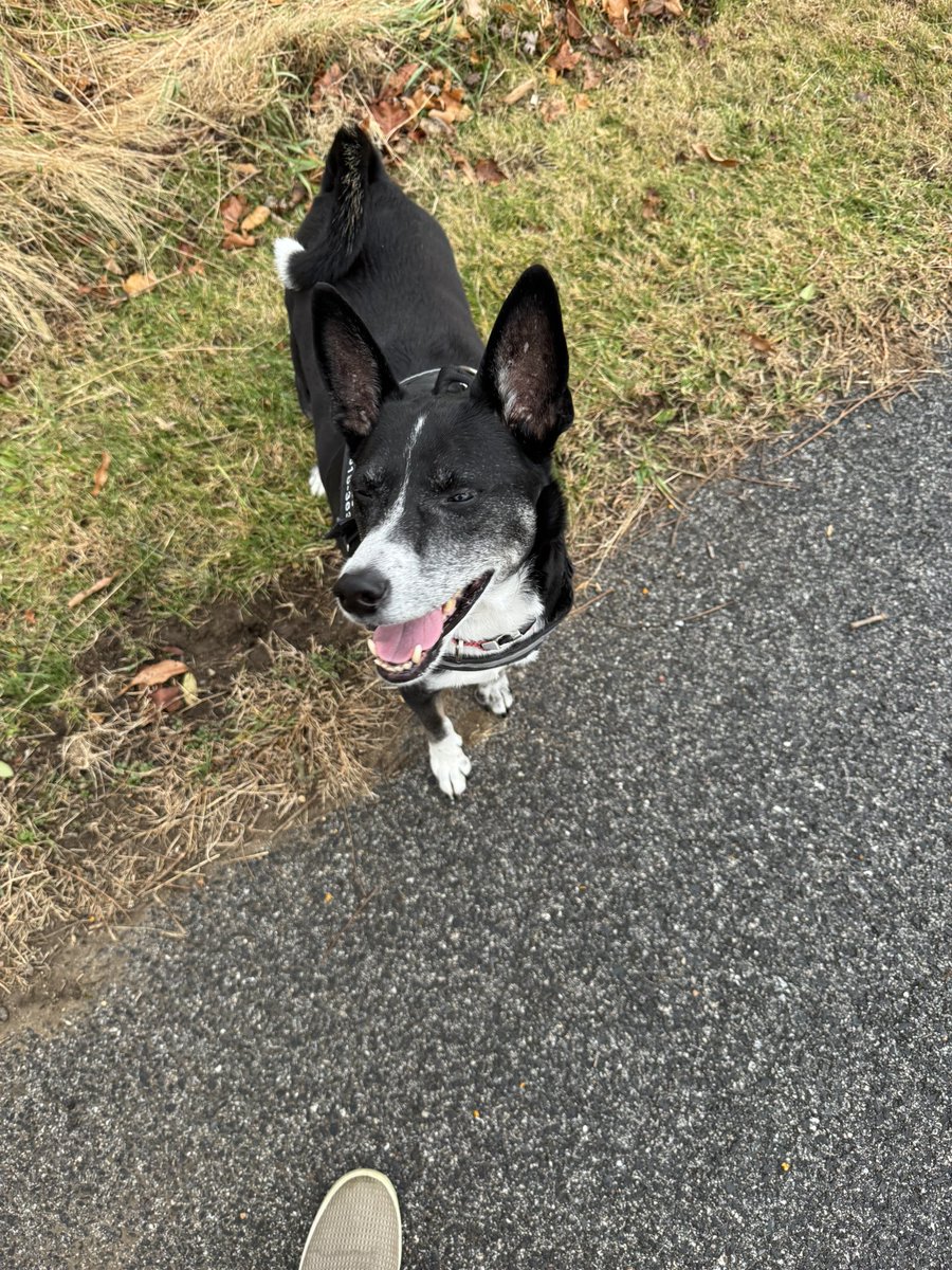 Mikehomeseller's tweet image. How many dogs at 13 still go on 1.5 mile walks and run around off leash on half of it at full speed?

#Dexter #RescueDog #mikesquestions