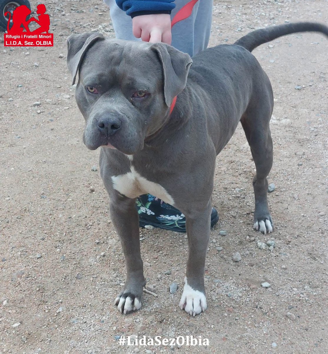 LidaSezOlbia's tweet photo. Olbia, 25.11.2025
Venerdì scorso abbiamo accolto Frank Sinatra, un pitbull recuperato dalle guardie Ages in  zona industriale. Desideriamo precisare che solo domenica abbiamo ricevuto una chiamata da un uomo che si è presentato come il suo proprietario, a cui sono state fornite https://t.co/T9EP6uTJMg