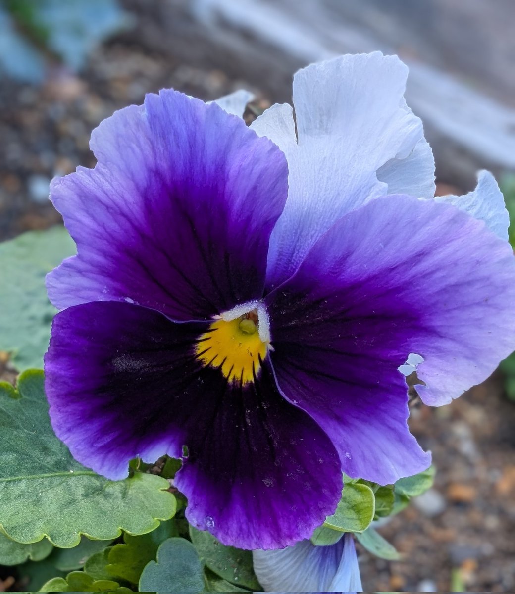 SHLsNPF2LEca45N's tweet image. おはようございます🐦2025.11.26
いつもありがとうございます💖

曇り空の水曜日☁️☁️☁️
仕事してタイヤ交換して…
やることあれこれあるけれど…

私も皆様も予定がスイスイ〜っと進む良い1日になりますように🍀