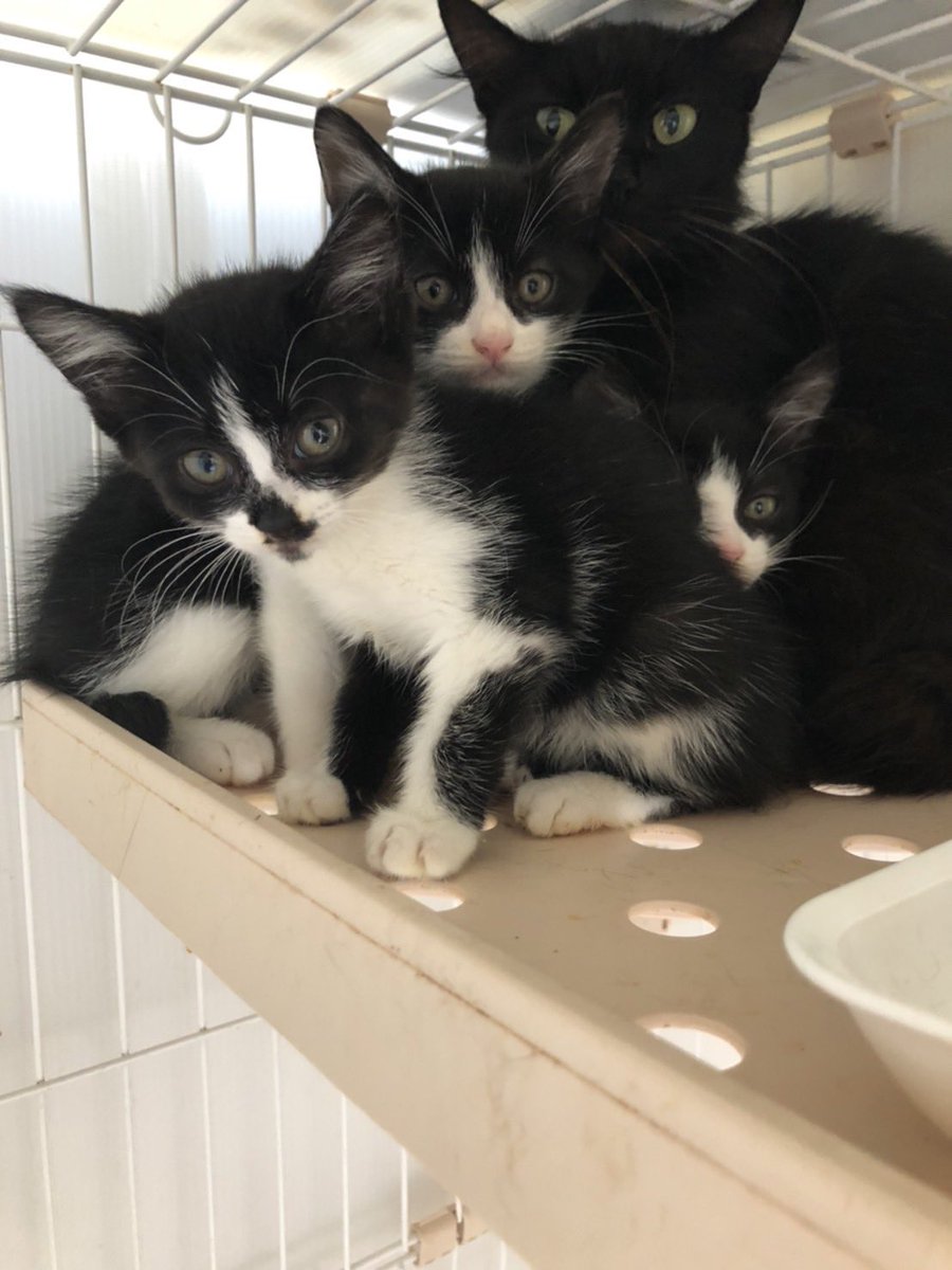 おはようございます😸