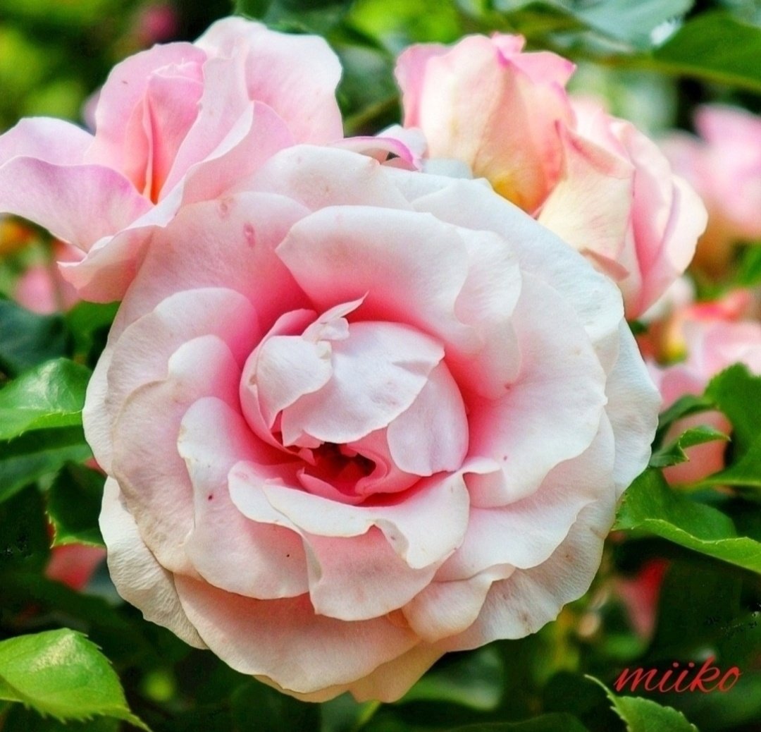 kiki23nakayoshi's tweet image. 🌸おはようございます🌸

ふんわりふわふわ
優しい1日をね🩷🩷

今日も笑顔で過ごせますように🍀

🩷💛♡¨̮⑅⑅⃛⁎४٭¨̮♡💛🩷
#パステルピンクの薔薇🌹
#お花の定期便