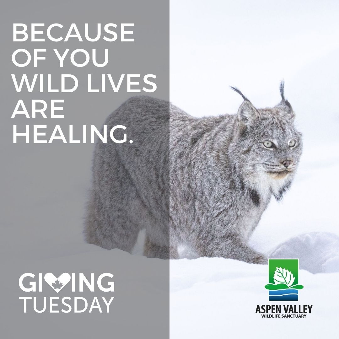Double your impact this Giving Tuesday! ❤️🐾 Every dollar donated to Aspen Valley’s Wildlife in Care Fund before Dec 2 will be matched thanks to $25K in local gifts.

Help them reach $50K and support wildlife in need.
Donate at aspenvalley.ca.