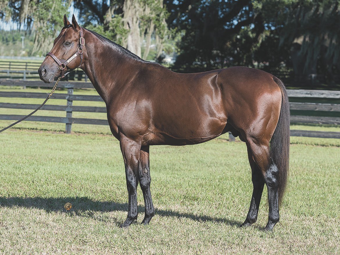 Ami’s Flatter moving to Oklahoma for 2026. Brilliant sprinter and 1/2 to Kopion will be relocating from Ballycroy Farm in Ontario to McCart Farm in Oklahoma with team Jay Goodwin &amp; Cody McCart. <a href="/KempBallycroy/">Ballycroy Bloodstock</a> <a href="/cody_mccart/">Cody Mccart</a>