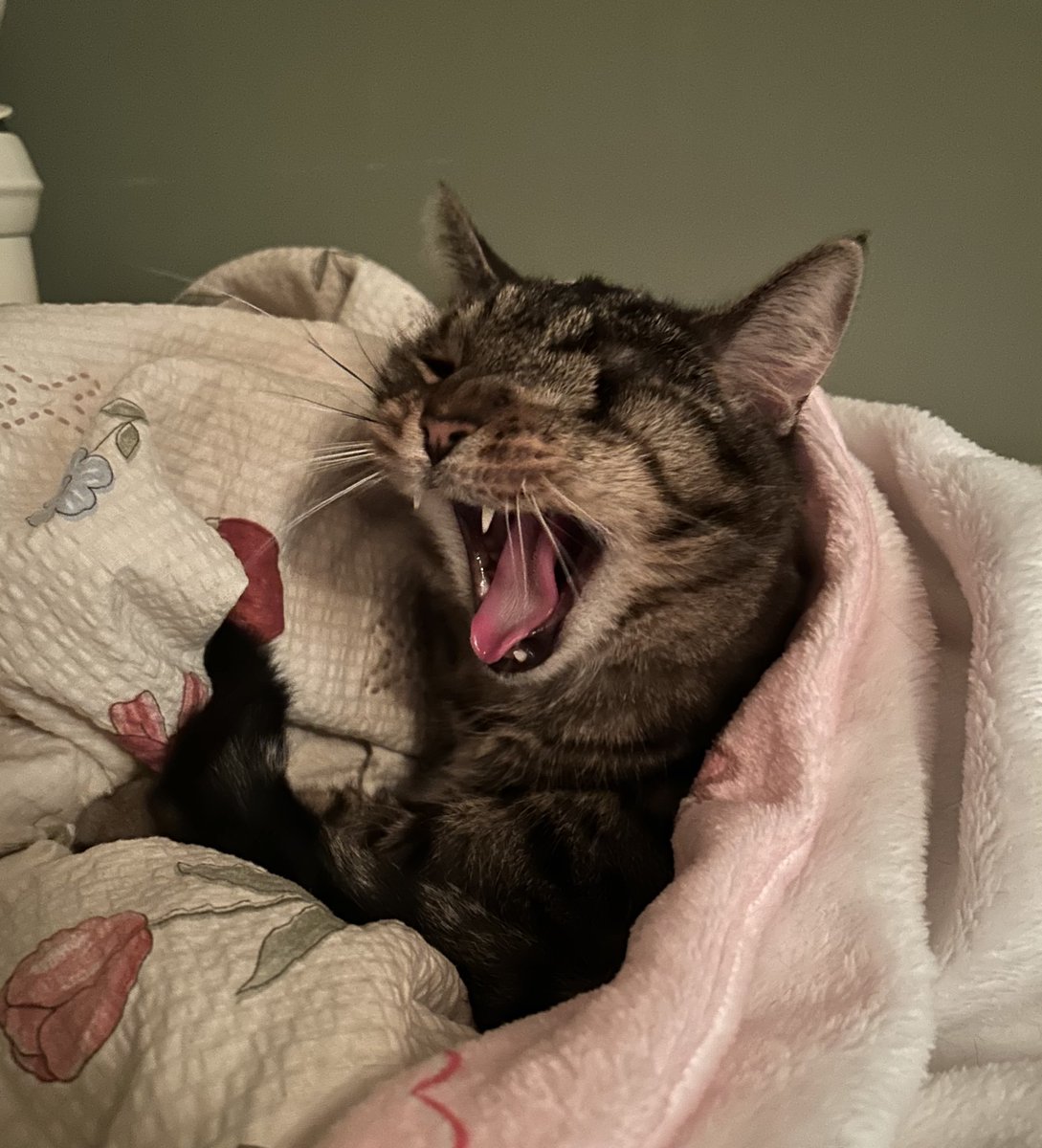 miss gurl
peachy
keisher
girlybops
goose
miss goose
wiz
key
kiki
uncle fungus 
miss rude
baby cat 
miss monkey
silly billy
miss car
princess girl