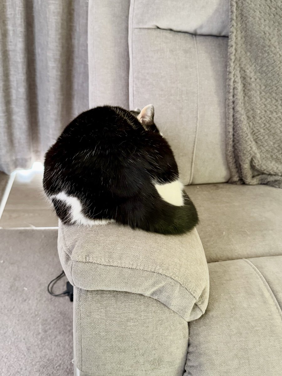 Sleeping on the arm of the sofa!