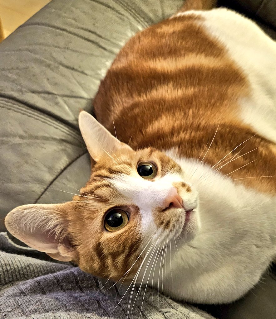 LilyRusty1's tweet image. 🐈♥️😸 Goodnight to all my fur friends sweet dreams 💤 love from Rusty 😸♥️🐈

#CatsOfTwitter #CatsOnTwitter #Cat #cats