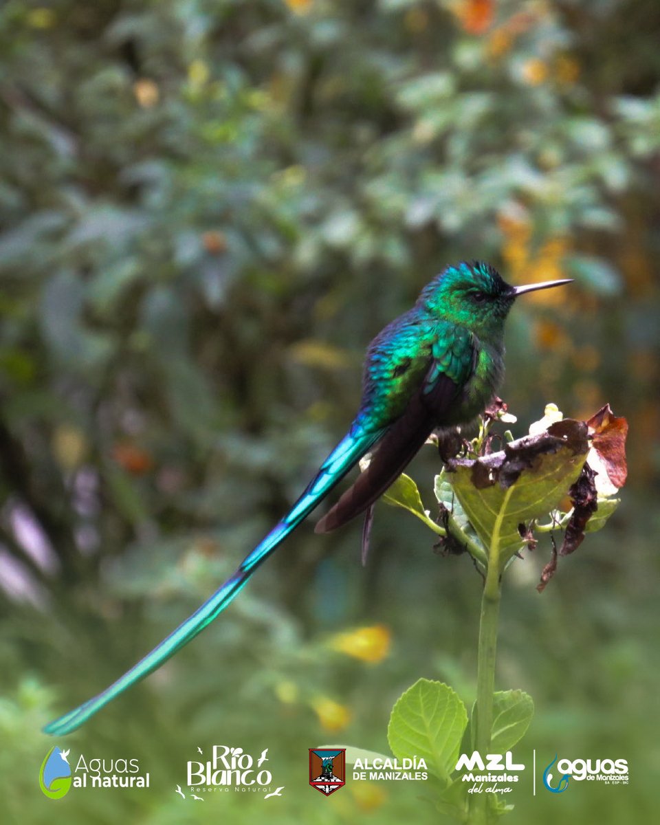 Más de 440 personas se reunieron en Caldas para celebrar el 13° Congreso de Aviturismo, y nuestra Reserva Río Blanco fue el corazón verde de este encuentro. Entre caminos de bosque, observación de aves y charlas inspiradoras, reafirmamos nuestro compromiso con la conservación.