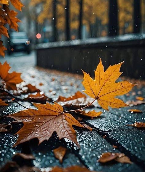 bahar nedir bilmedim,
varım yoğum sonbahar..

#geceye