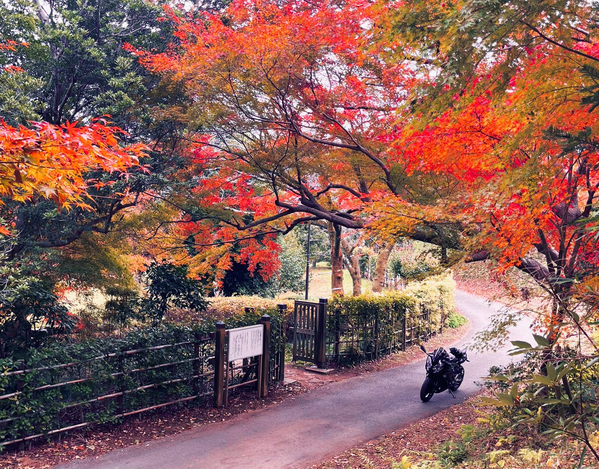 saorisen1209's tweet image. 柏市　日本庭園🍁🍂

2000坪の池泉庭園と露地を
同時に楽しむ事ができる場所です😊

人通りが少ないので

お気に入りの場所になってます

🧤🎶