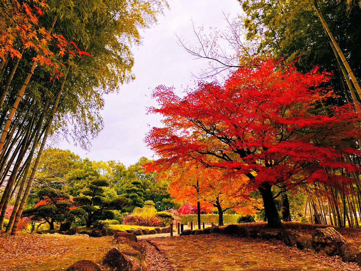 saorisen1209's tweet image. 柏市　日本庭園🍁🍂

2000坪の池泉庭園と露地を
同時に楽しむ事ができる場所です😊

人通りが少ないので

お気に入りの場所になってます

🧤🎶