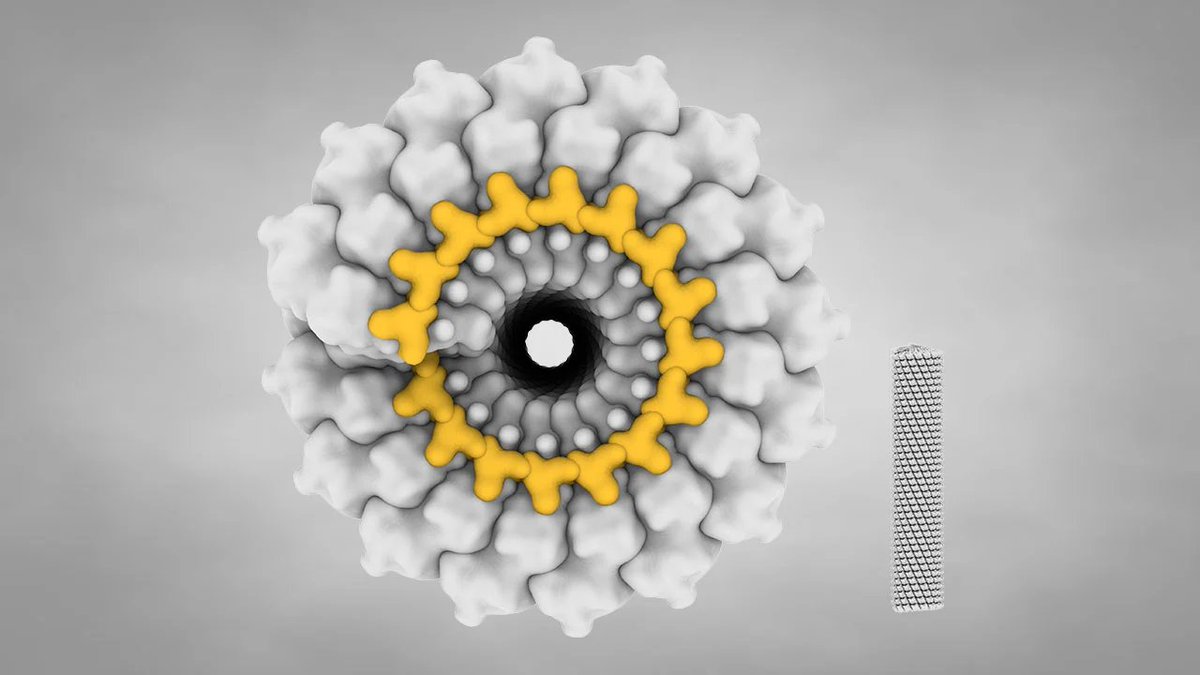 crazy how some viral structures are super similar to microtubules structures. microtubules on the left, tobacco mosaic virus on the right