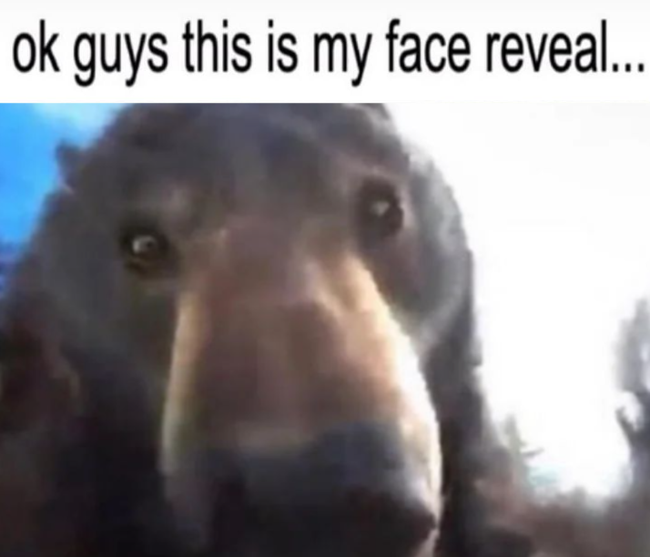 BearyDales tweet media