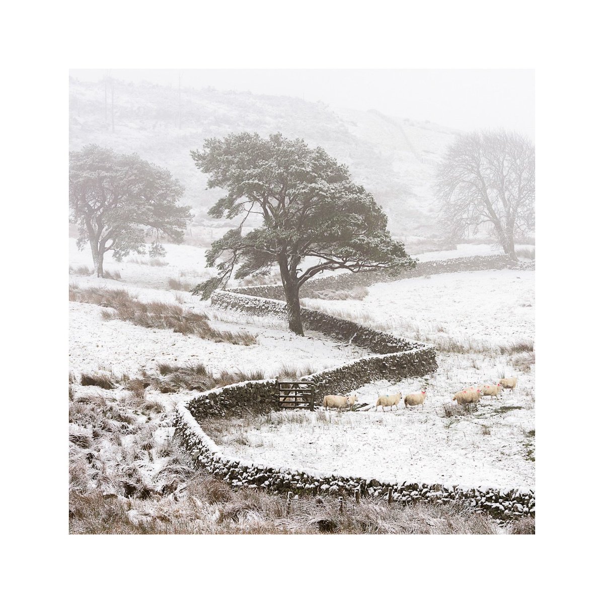 Crooked, an old image from "Intimate Winter", part of the wonderful Landscape Editions books at <a href="/kozubooks/">Kozu Books</a>

#Scotland 
#Photography