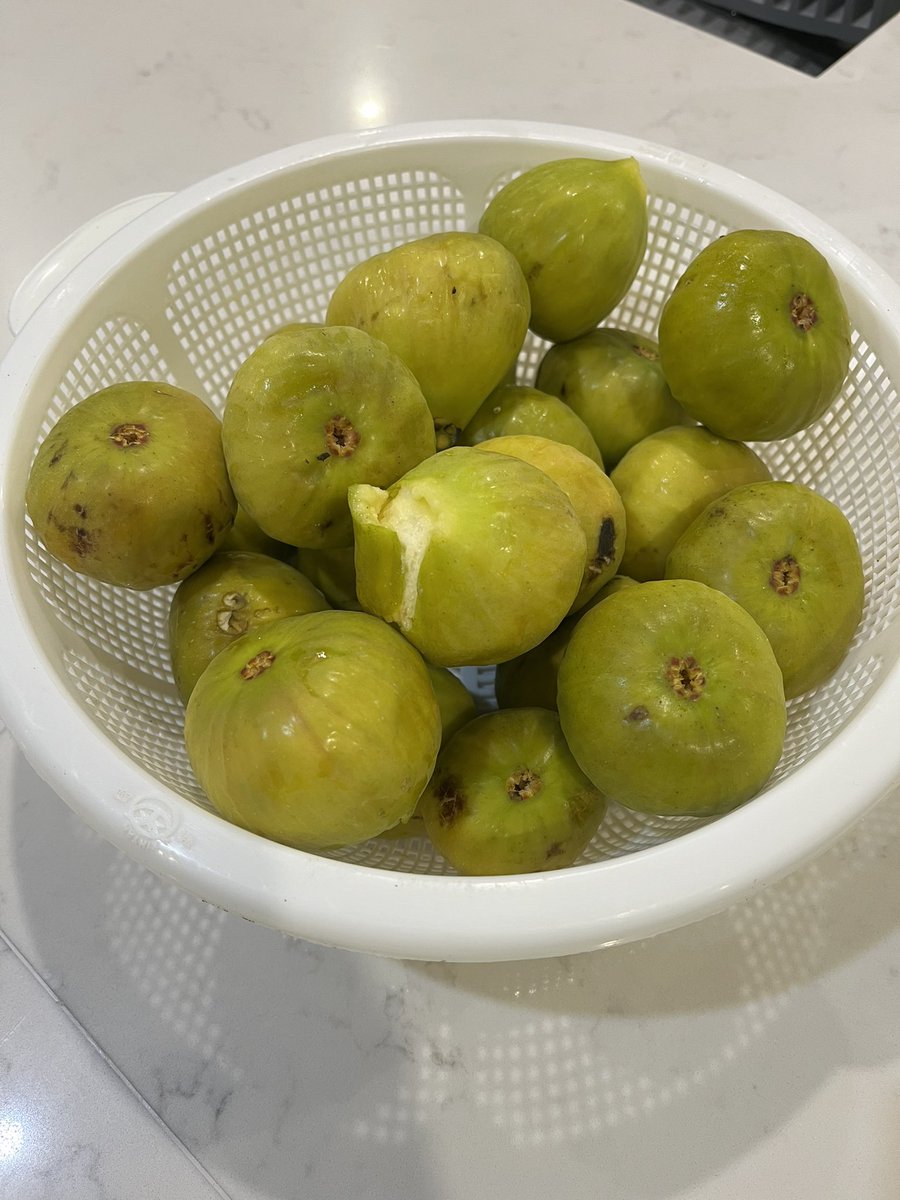 Agent99c's tweet image. Figs season yum from neighbours (friends) tree 🌳 #figs #yum #eatwell