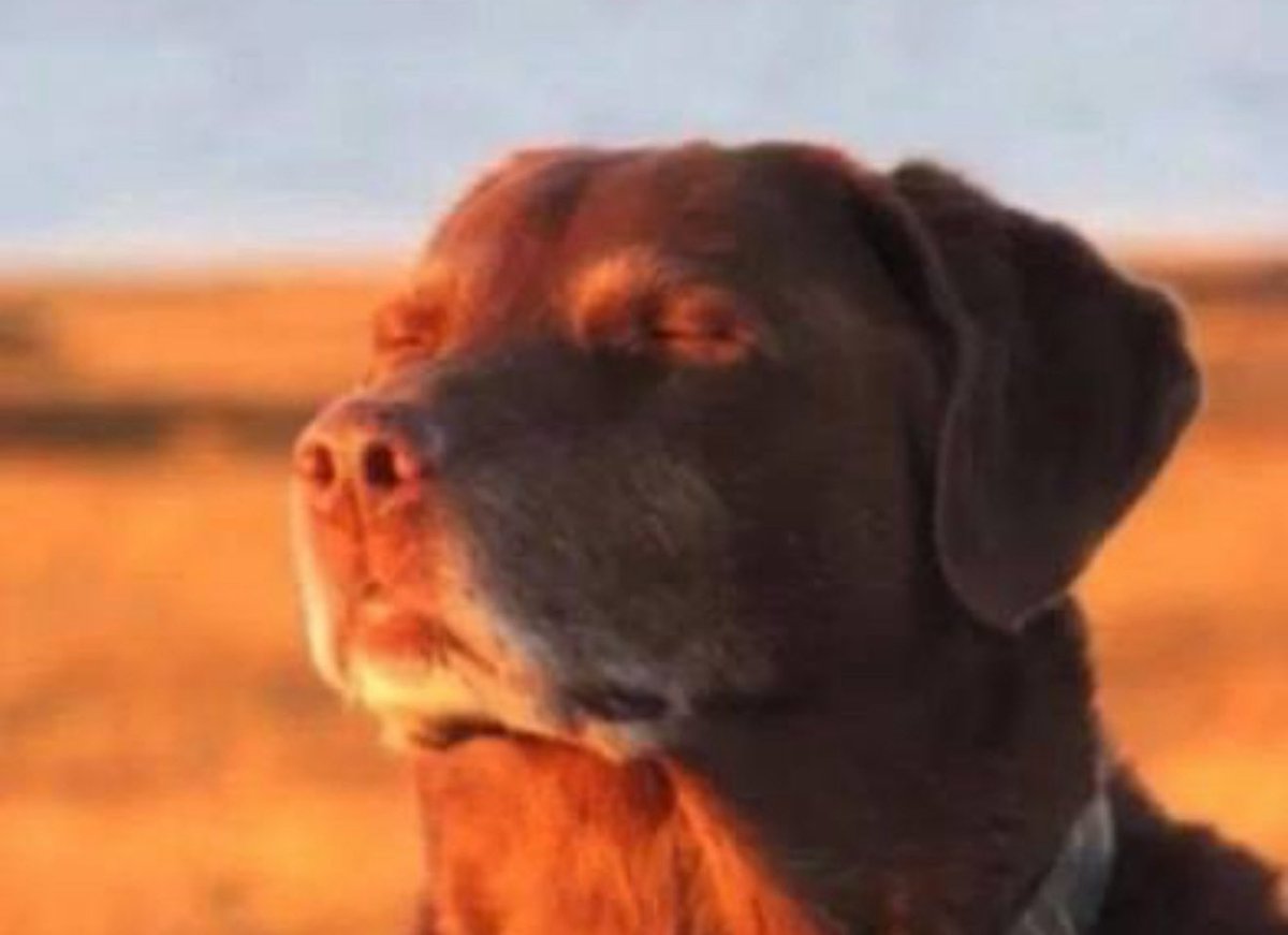 Cam_WhitmoreBae's tweet image. They took my darg