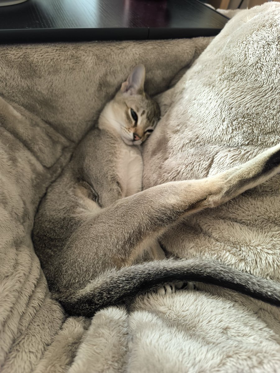 猫のみんと (@selfish3010) / Posts / X