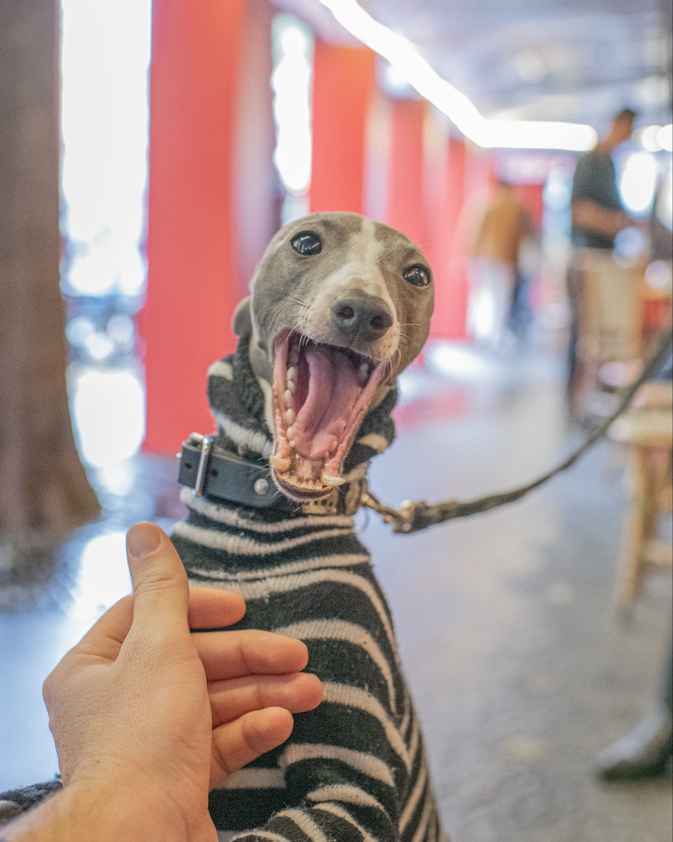 WagsAroundWorld's tweet photo. Kairo - the most Parisian dog I ever did see. https://t.co/1n5Pem3oMM