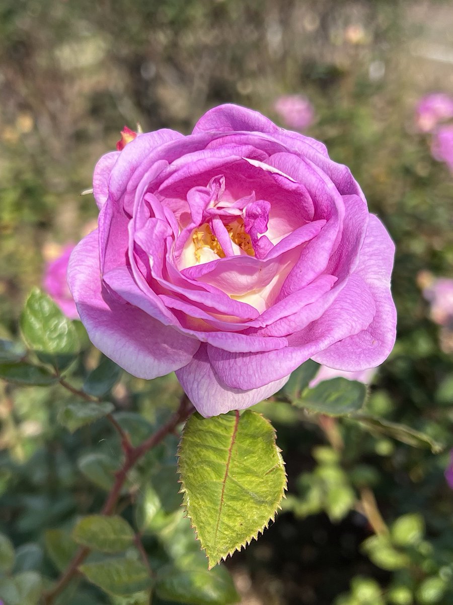 harumi6041's tweet image. 皆さん おはようございます😃&quot;
🇺🇸2017年作出 
ピンクラベンダーの
🥀アークティック ブルー