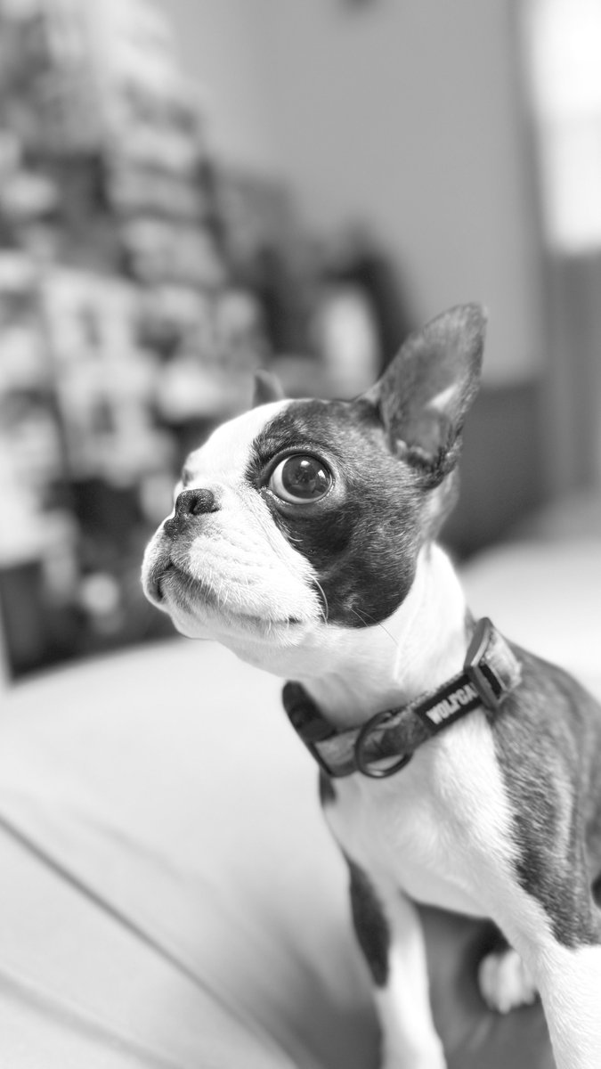 ぁさんぽぉょぅきゅぅちゅぅ男🤩
#Mikey #Chuck #bostonterrier #puppy #보스턴테리어 #강아지사랑 #팔로미 #ぼすてり #ボストンテリア好きな人と繋がりたい