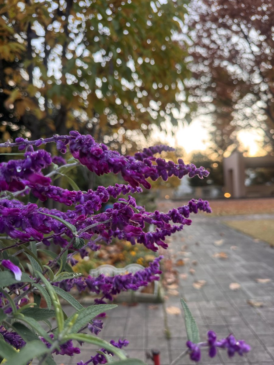 kouji1425's tweet image. おはようございます(^O^)／
11/26 6:35 東京都下は気温6.0℃湿度88% 良いお天気で朝は冷えてますが、日中は暖かくなりそうですね〜😅
寒暖差で体調崩さないように十分お気をつけください🙇‍♀️
今日も笑顔で楽しい一日をお過ごしください(^-^)v
#イマソラ #いまそら #青愛会 #花彩華