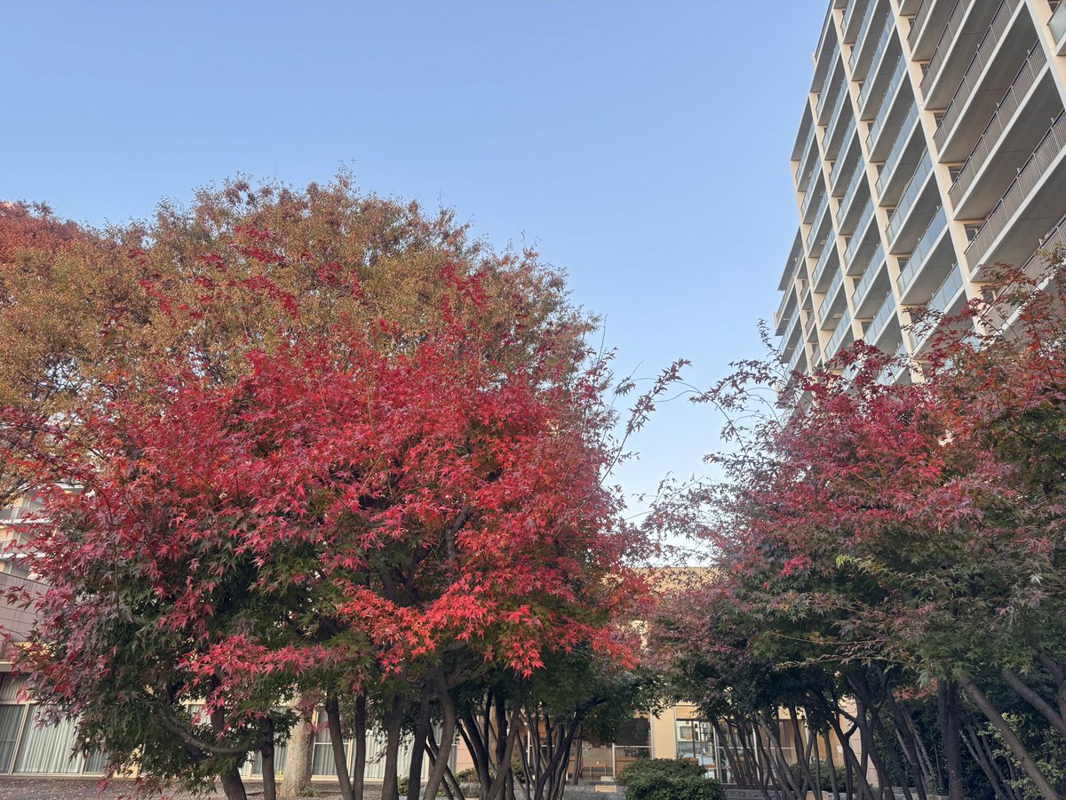 kouji1425's tweet image. おはようございます(^O^)／
11/26 6:35 東京都下は気温6.0℃湿度88% 良いお天気で朝は冷えてますが、日中は暖かくなりそうですね〜😅
寒暖差で体調崩さないように十分お気をつけください🙇‍♀️
今日も笑顔で楽しい一日をお過ごしください(^-^)v
#イマソラ #いまそら #青愛会 #花彩華