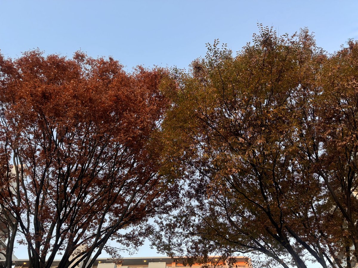 kouji1425's tweet image. おはようございます(^O^)／
11/26 6:35 東京都下は気温6.0℃湿度88% 良いお天気で朝は冷えてますが、日中は暖かくなりそうですね〜😅
寒暖差で体調崩さないように十分お気をつけください🙇‍♀️
今日も笑顔で楽しい一日をお過ごしください(^-^)v
#イマソラ #いまそら #青愛会 #花彩華