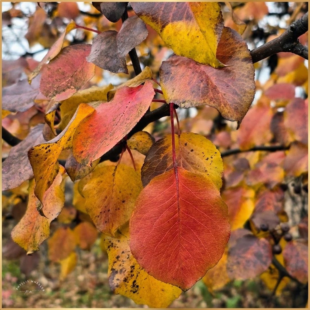 joyful_progress's tweet image. Found a little fiery color in the rain today. 

This is what progress fueled by delight looks like for me - combining my love of nature with healthy exercise.

What does joyful progress look like for you in this season of life?