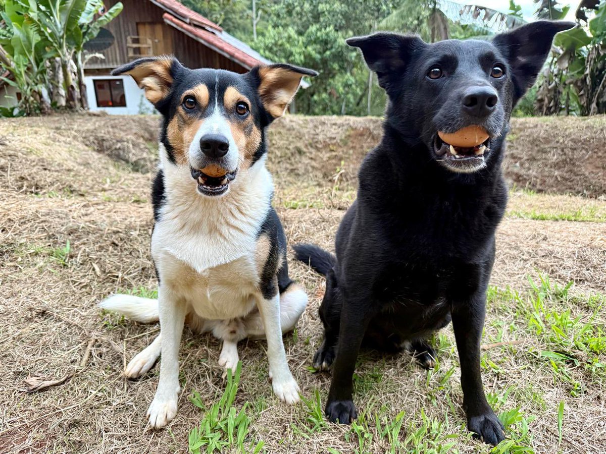 I spent the past week training my dogs to find eggs and carry them to me without breaking them, and they’re nailing it.