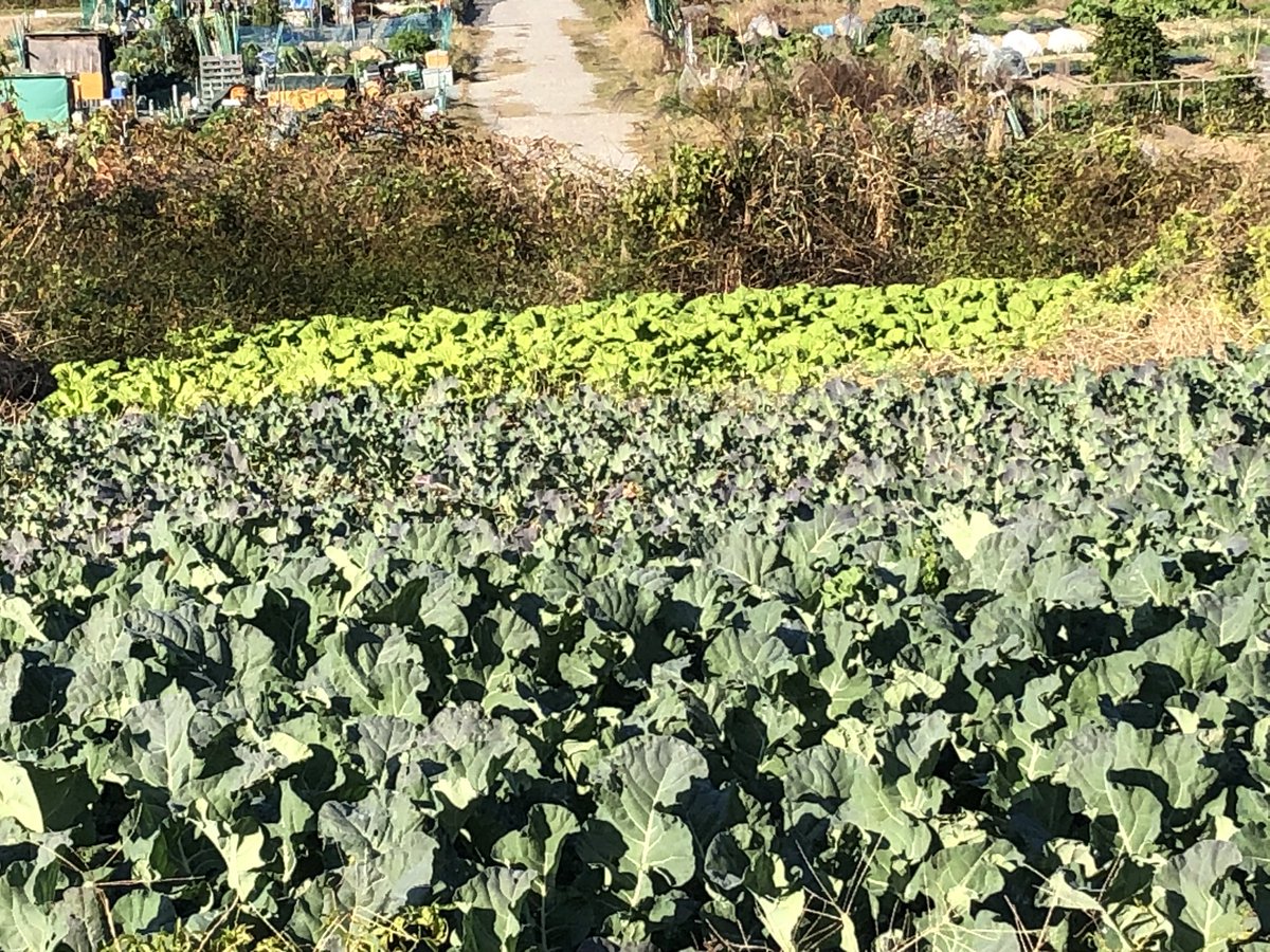 FJcATkTpnNAWGlw's tweet image. おは菜園（☀️）

みなさま今日もよろしくおねがいします😊
ゆるふぁいゆるふぁい🍅🍠

写真はブロッコリー畑🥦