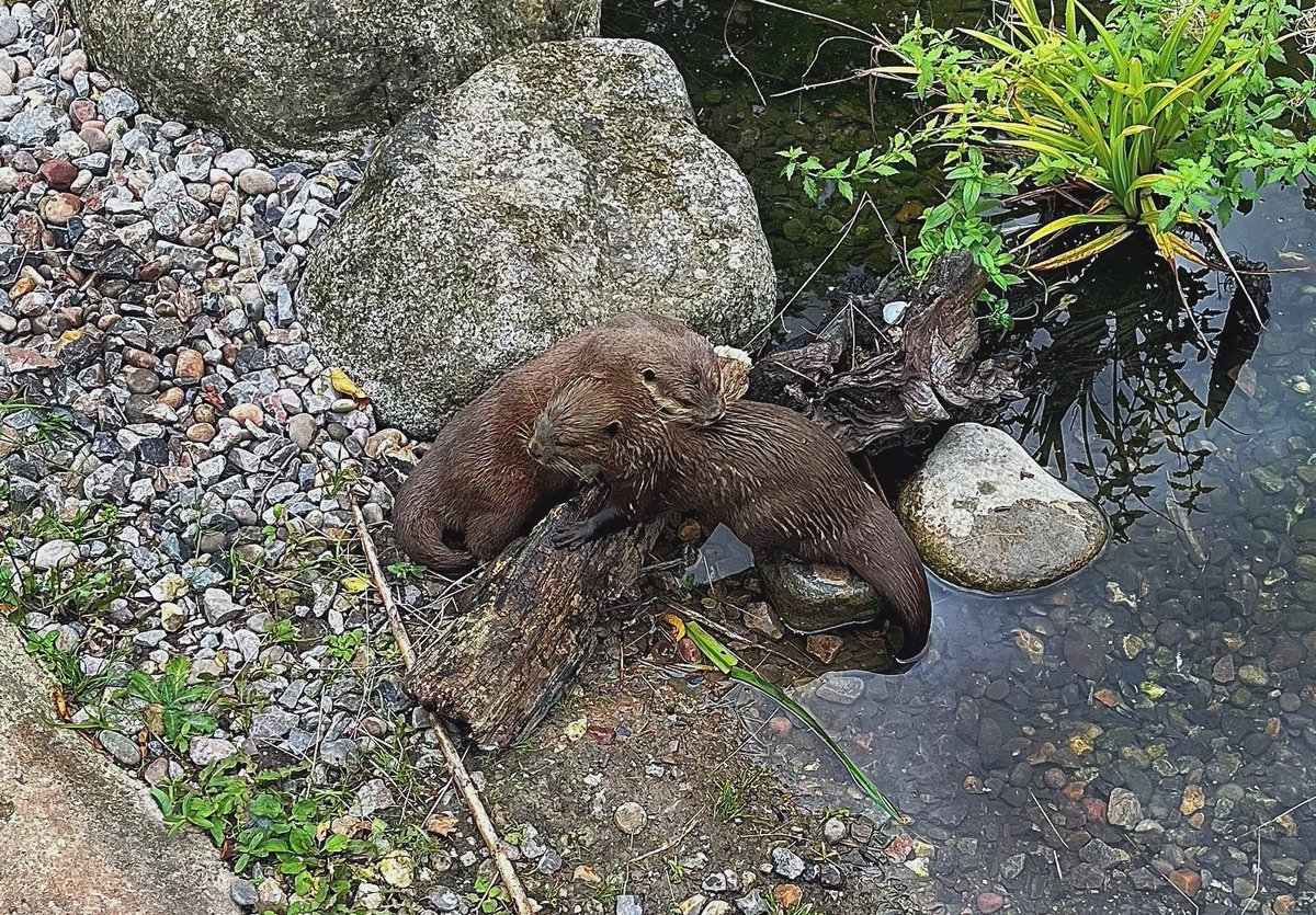 Ipaintatnight's tweet image. #AlphabetChallenge #WeekVforVowels