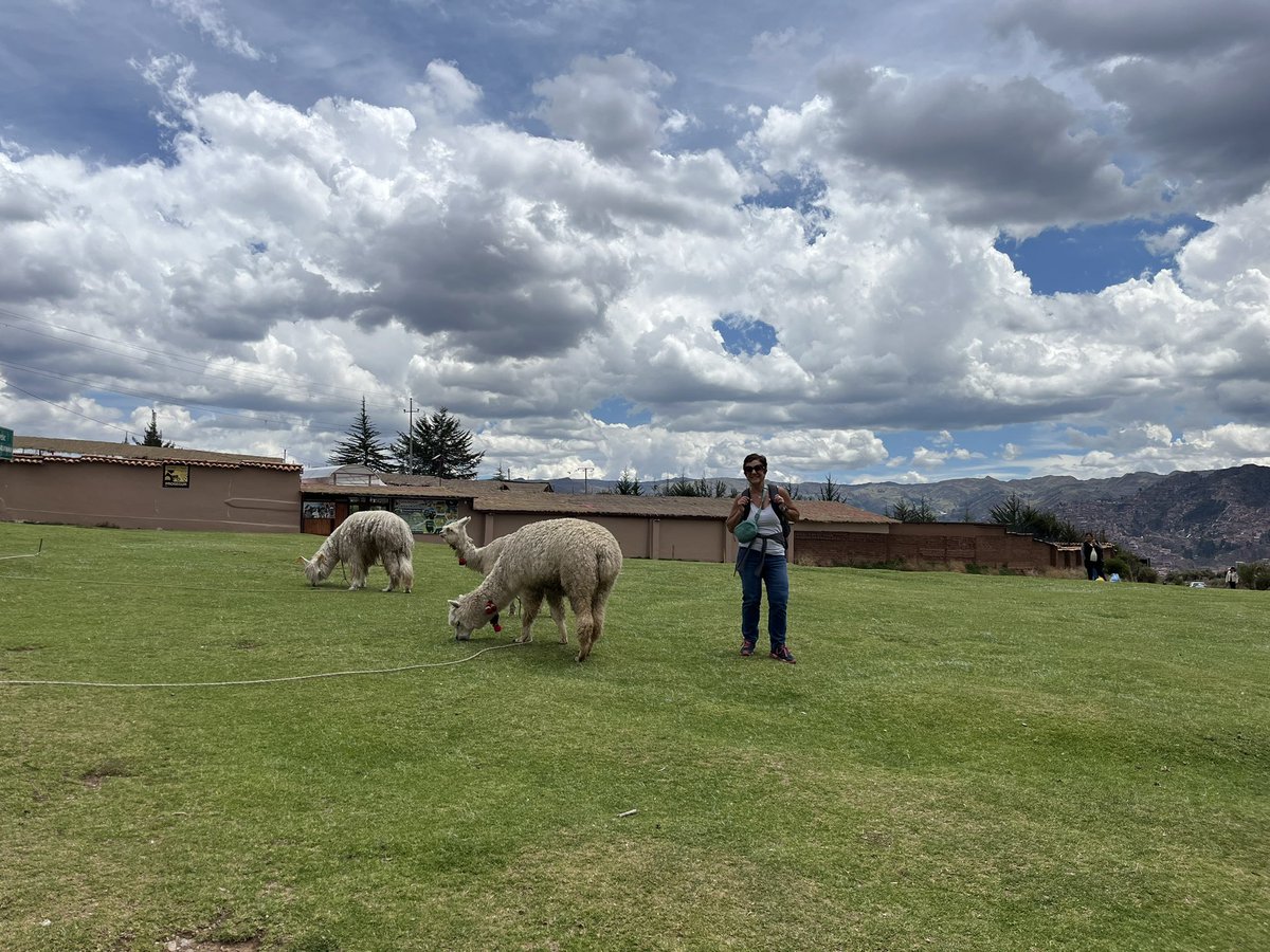 InghamRenee's tweet photo. Super excited to be in Perú during Thanksgiving break. Will hopefully see more llamas tomorrow!! 😍🦙🦙🦙 https://t.co/6yNNnEMq2m