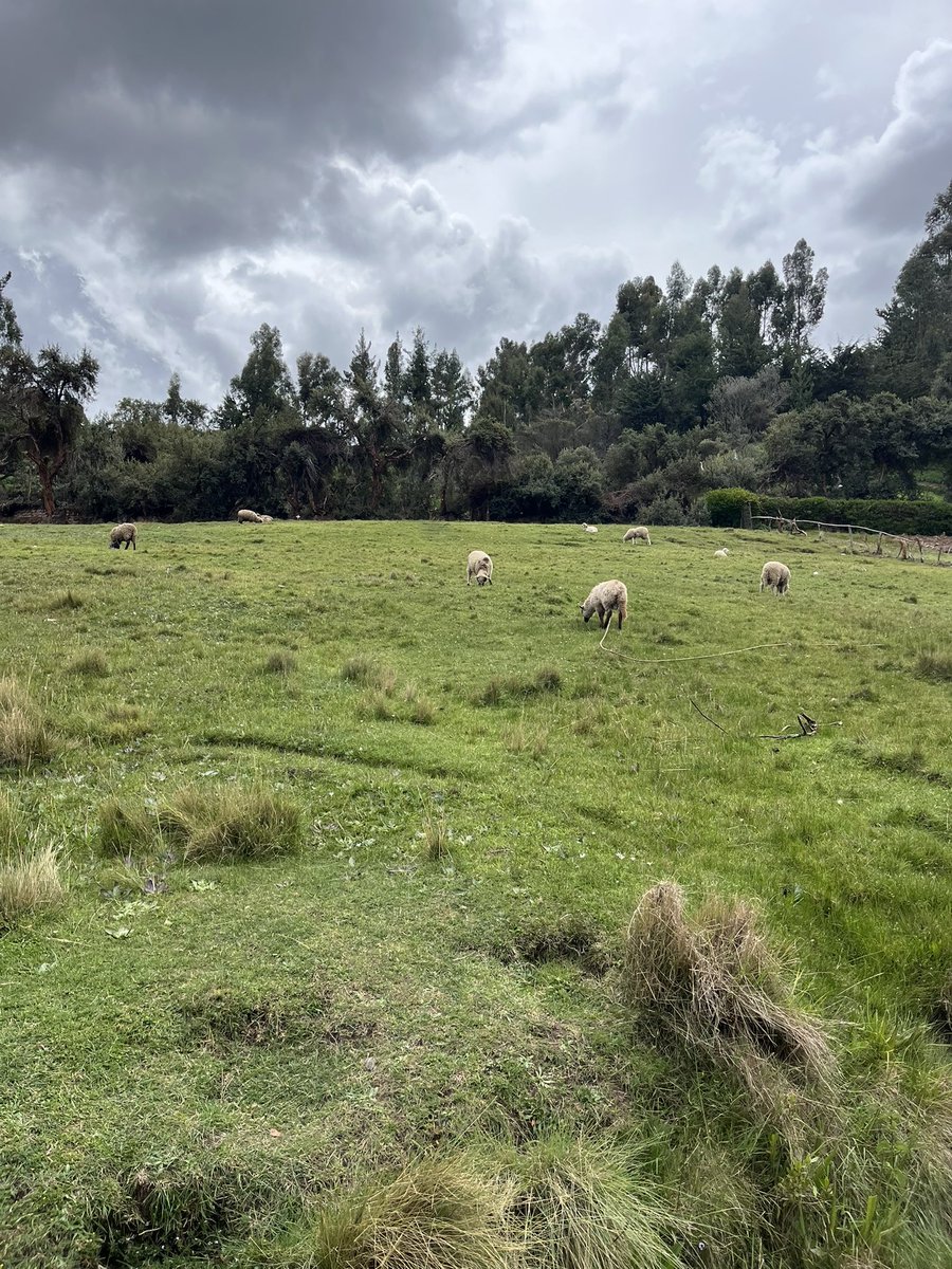InghamRenee's tweet photo. Super excited to be in Perú during Thanksgiving break. Will hopefully see more llamas tomorrow!! 😍🦙🦙🦙 https://t.co/6yNNnEMq2m